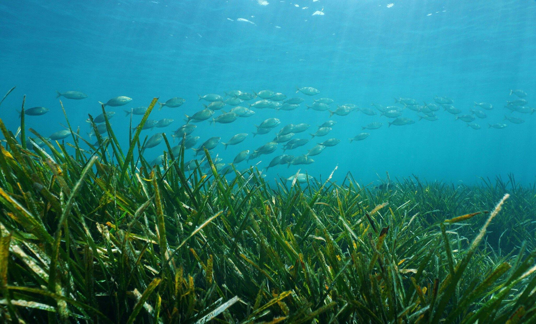 Seagrass stock image
