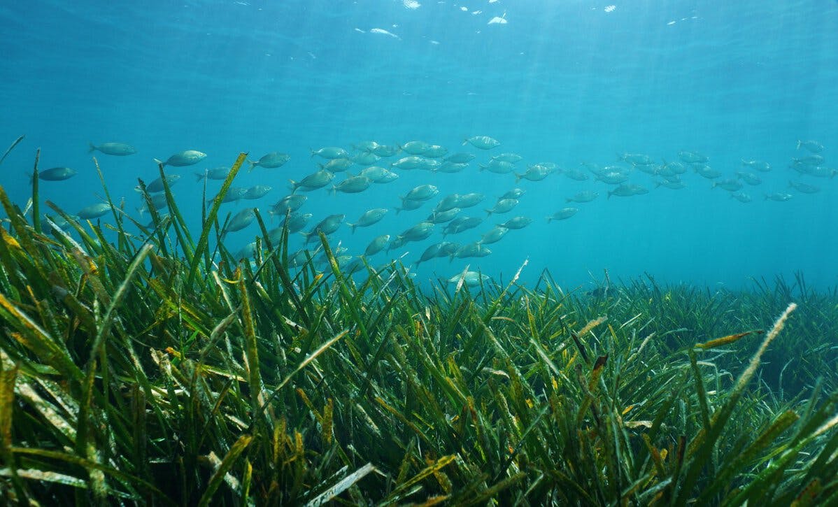 Seagrass stock image