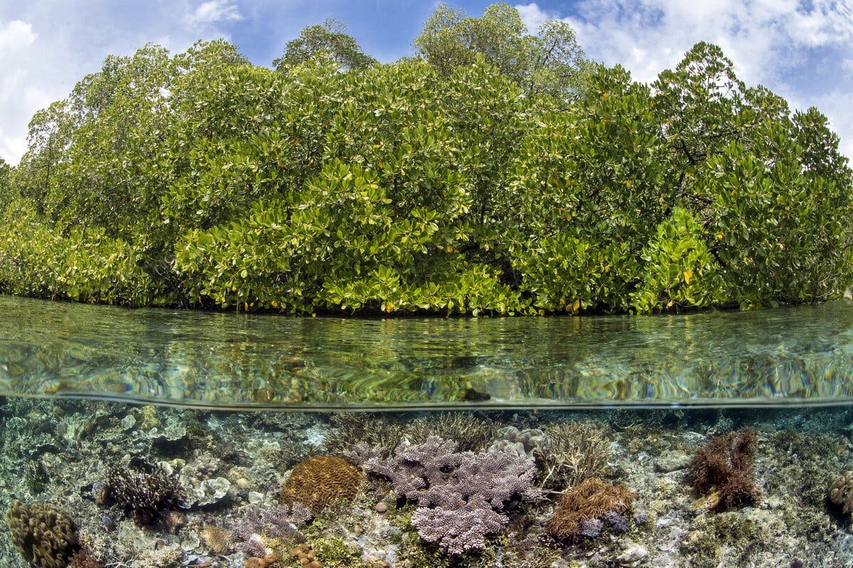 Ocean Image Bank photo of coral reefs and mangos in Indonesia