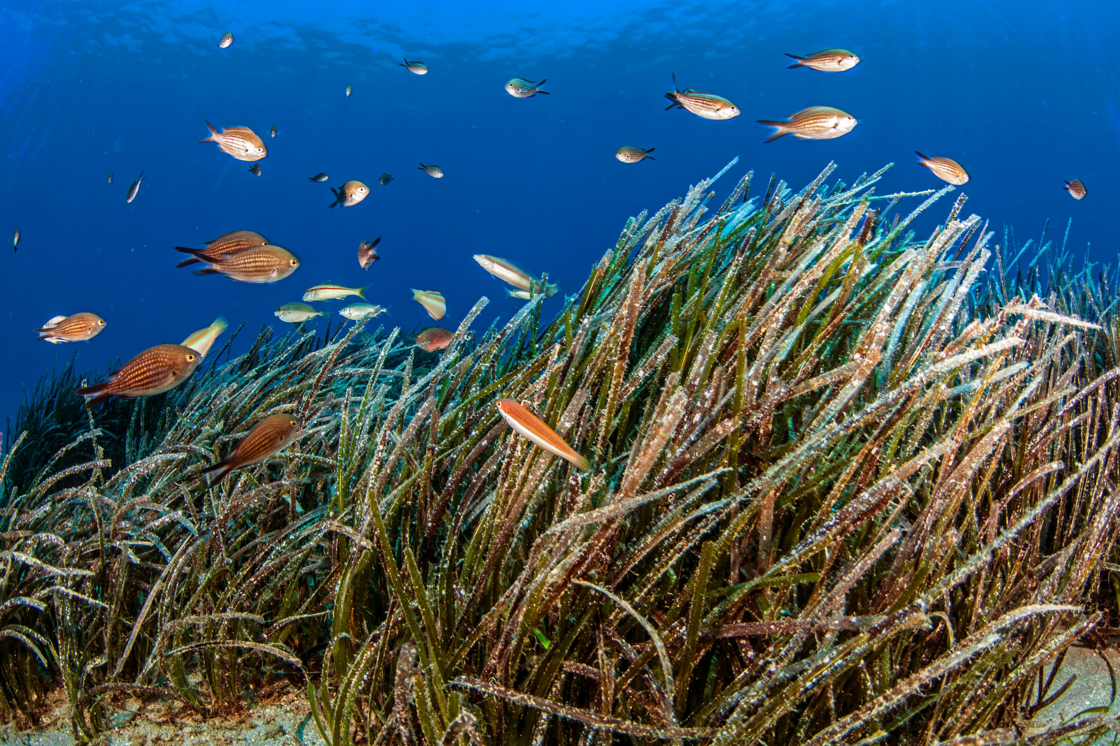 Ocean Image Bank, COP28 image